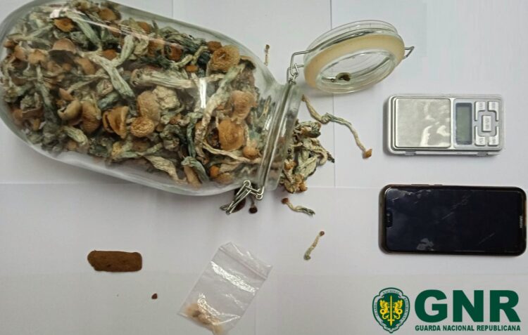 GNR de Peniche apreende cogumelos alucinogénios e MDMA