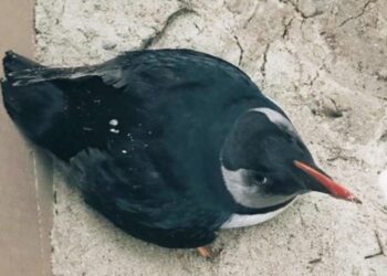 GNR resgata papagaio-do-mar com ferimentos em Paredes de Vitória