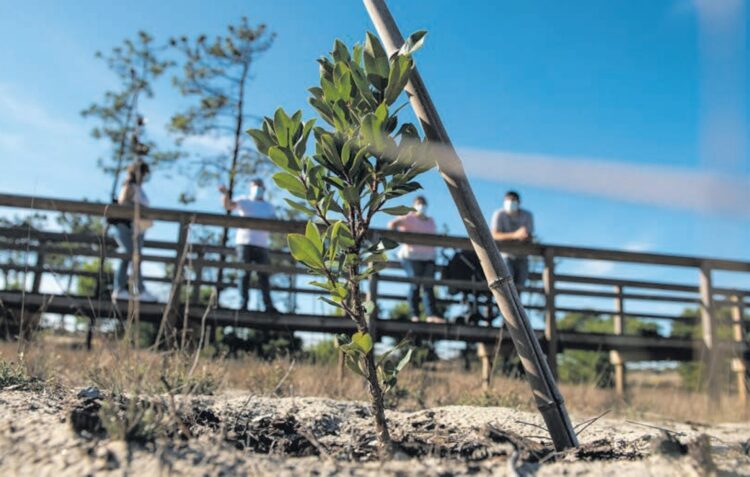 Leiria na linha da frente da reflorestação dos talhões queimados
