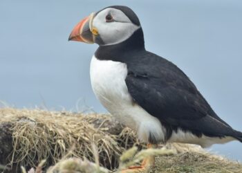 Papagaios-do-mar doentes estão a dar à costa em Peniche