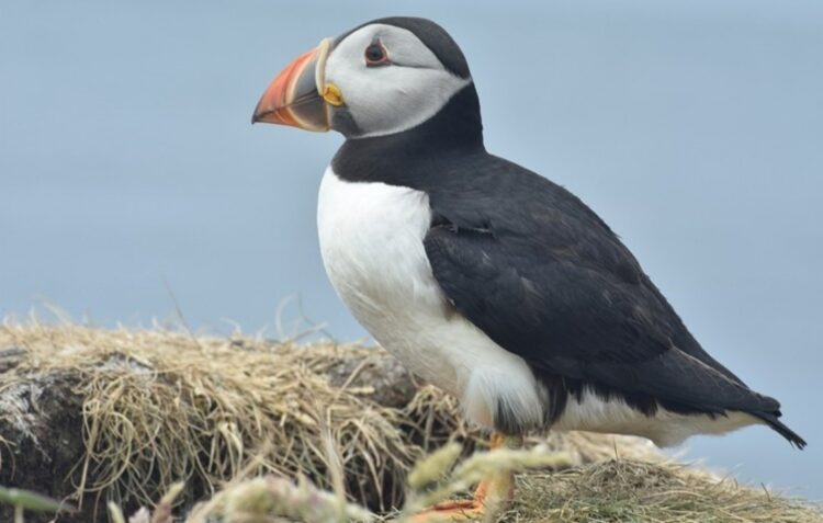Papagaios-do-mar doentes estão a dar à costa em Peniche