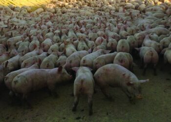 Empresa de exploração agropecuária de Alcobaça condenada a pagar 133 mil euros por descargas ilegais