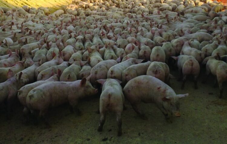 Empresa de exploração agropecuária de Alcobaça condenada a pagar 133 mil euros por descargas ilegais