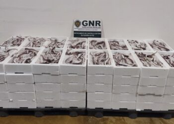 Mais de 600 quilos de pescada subdimensionada apreendida na Nazaré