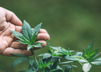 Fábrica de cannabis medicinal arranca produção este ano