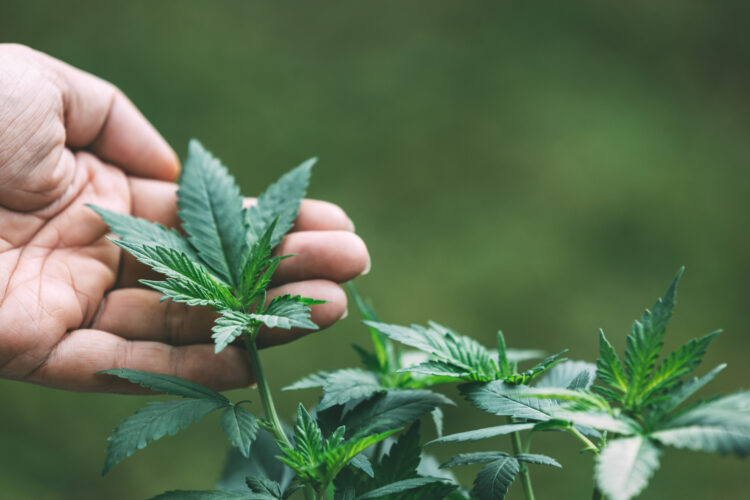 Fábrica de cannabis medicinal arranca produção este ano