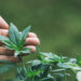 Fábrica de cannabis medicinal arranca produção este ano