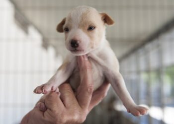 Cerca de 80 animais de companhia aguardam por adopção no Canil Municipal de Leiria