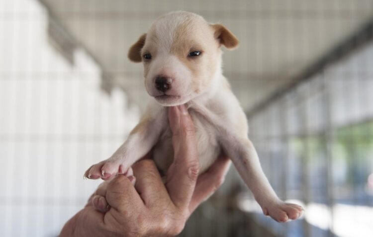 Cerca de 80 animais de companhia aguardam por adopção no Canil Municipal de Leiria