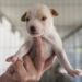 Cerca de 80 animais de companhia aguardam por adopção no Canil Municipal de Leiria