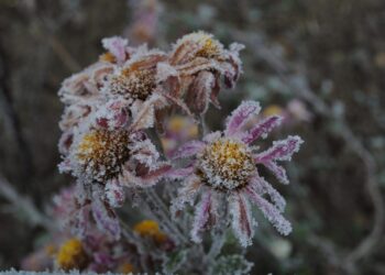 Distrito de Leiria sob aviso amarelo por previsão de “queda de neve”