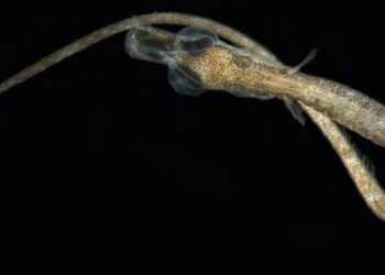 Fotografias de larvas de peixes em exposição em Alcobaça