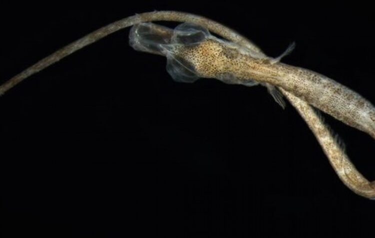 Fotografias de larvas de peixes em exposição em Alcobaça