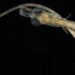 Fotografias de larvas de peixes em exposição em Alcobaça