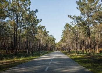 Iniciativa Liberal quer sede do Instituto de Conservação da Natureza e das Florestas em Leiria
