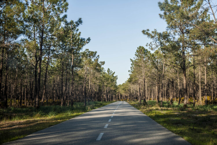 Iniciativa Liberal quer sede do Instituto de Conservação da Natureza e das Florestas em Leiria