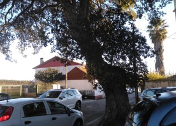 Sobreiro centenário divide população