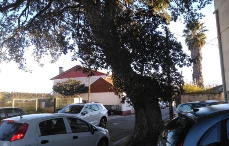Sobreiro centenário divide população
