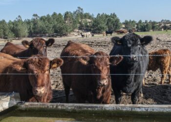 Mais de 400 tractores e dois mil agricultores protestam nas Caldas da Rainha contra políticas do Governo