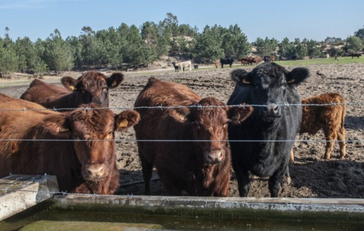 Mais de 400 tractores e dois mil agricultores protestam nas Caldas da Rainha contra políticas do Governo