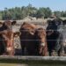 Mais de 400 tractores e dois mil agricultores protestam nas Caldas da Rainha contra políticas do Governo