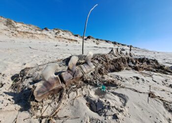 Ossadas de baleia encontradas na praia do Pedrógão