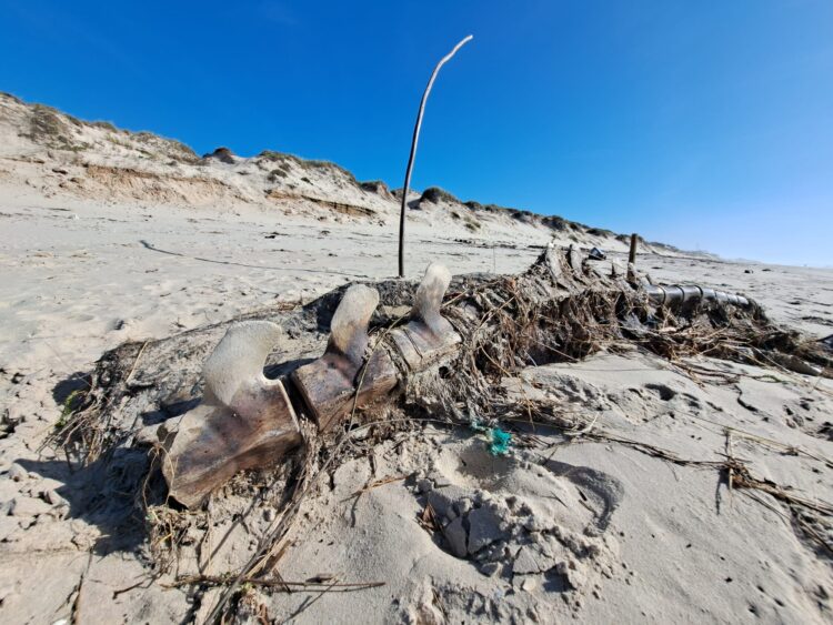 Ossadas de baleia encontradas na praia do Pedrógão