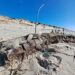 Ossadas de baleia encontradas na praia do Pedrógão