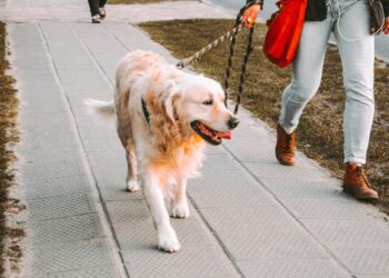 Cãominhada para celebrar seis anos da Goldpet Leiria