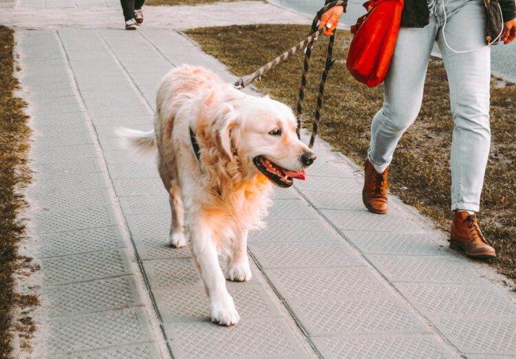 Cãominhada para celebrar seis anos da Goldpet Leiria