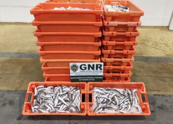 GNR apreende 375 quilos de pescada sub-dimensionada na Nazaré