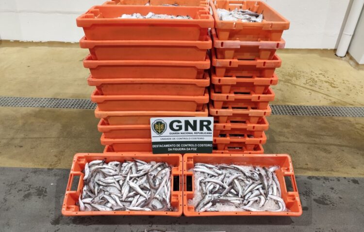 GNR apreende 375 quilos de pescada sub-dimensionada na Nazaré