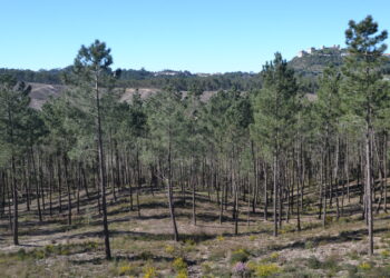 Pinhal do Rei, em Ourém, está ser cortado e parte terá parque solar