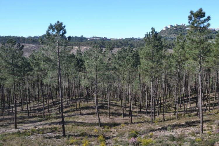 Pinhal do Rei, em Ourém, está ser cortado e parte terá parque solar
