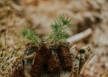Pombal promove plantação de espécies autóctones