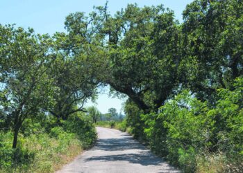 Limpeza de terrenos obrigatória até 30 de Abril