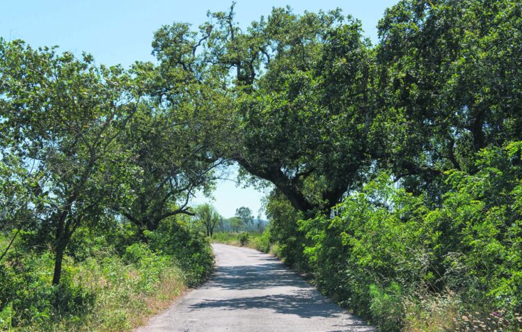 Limpeza de terrenos obrigatória até 30 de Abril