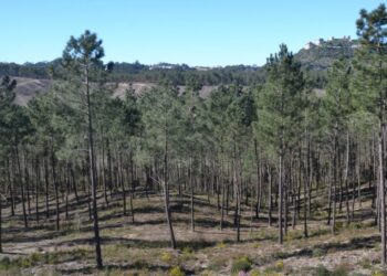 Petição em Ourém pede parque da cidade no Pinhal do Rei