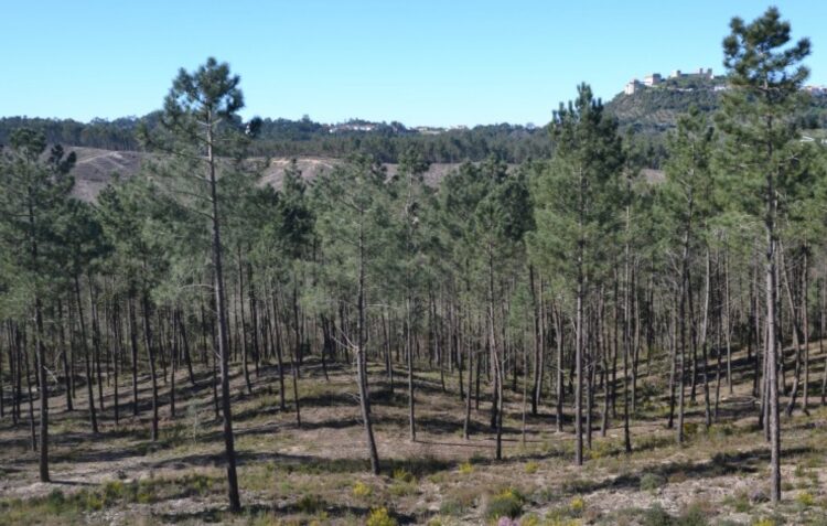 Petição em Ourém pede parque da cidade no Pinhal do Rei