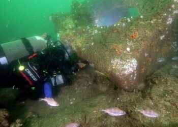 Algas plantadas nos recifes farão florescer pesca na Nazaré