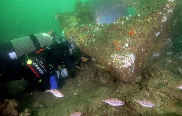 Algas plantadas nos recifes farão florescer pesca na Nazaré