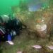 Algas plantadas nos recifes farão florescer pesca na Nazaré