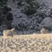 Derrocadas nas arribas provocam queda de pedras na Praia da Nazaré
