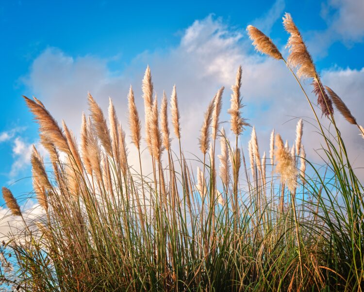 Leiria combate erva-dos-pampas na Mata do Azabucho