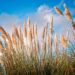Leiria combate erva-dos-pampas na Mata do Azabucho