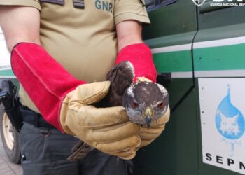Águia ferida resgatada pela GNR em Pedrogão Grande
