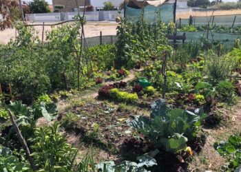 Horta comunitária é essencial para muitos imigrantes da Marinha Grande