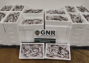 Mais de 400 quilos de pescada subdimensionada apreendida e doada a IPSS