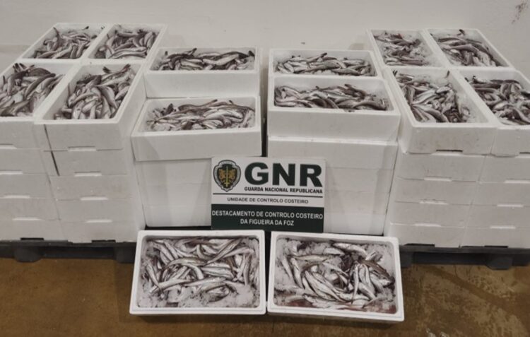 Mais de 400 quilos de pescada subdimensionada apreendida e doada a IPSS
