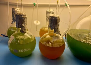 Politécnico de Leiria promove segundo curso de cultivo e utilização de microalgas